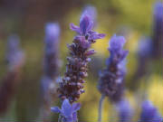 lavender_flower.jpg
