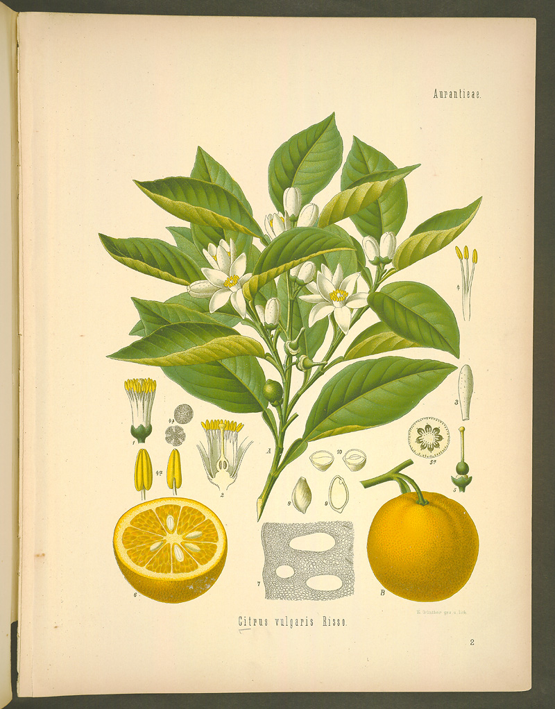 citrus_vulgaris.jpg