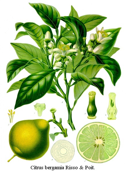 bergamot_orange.jpg